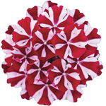 Verbena Vera Trailing Red Star